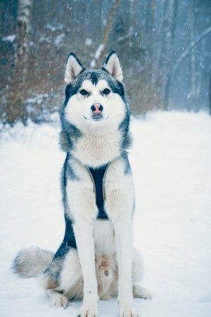 portrait of a dog in a winter forest.の写真素材