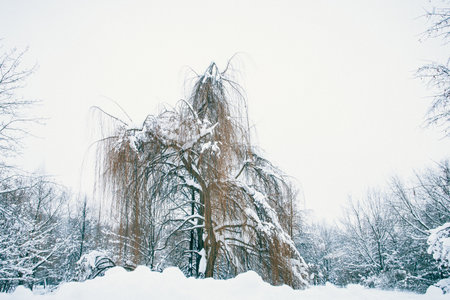 big lonely tree in the snow on a winter day.の写真素材