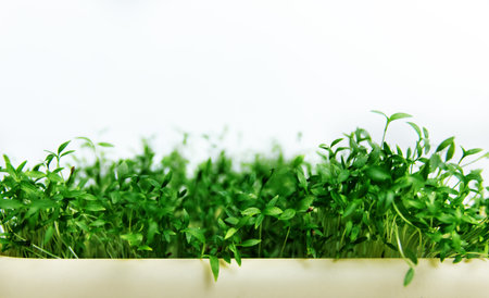 Greens, parsley seedlings in the garden planting in open field.の写真素材