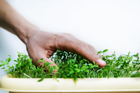 men's hand and seedlings of greenery for planting in the open ground.の写真素材