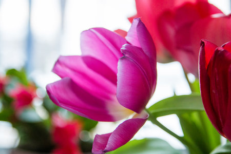 the open pink Tulip closeup opposite the window.の写真素材
