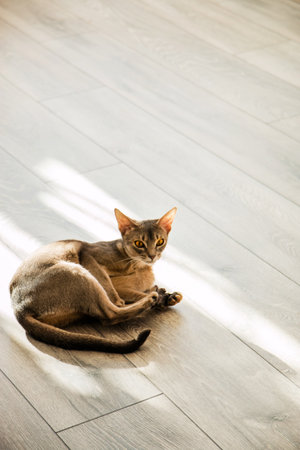 cat breed Abyssinian lying on the floor in the sunlight.の写真素材