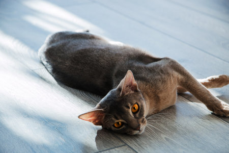 cat breed Abyssinian lying on the floor in the sunlight.の写真素材