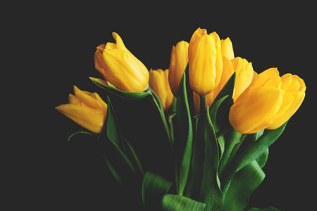 a random bouqet of yellow tulips on a black background.の写真素材