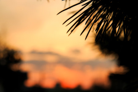 evening orange sunset through the needles of spruce.の写真素材