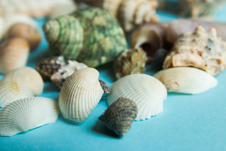 Seashells flat lay pattern on blue background, sea vacation background.の写真素材