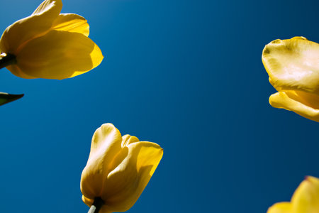yellow tulips directed to the blue sky.の写真素材