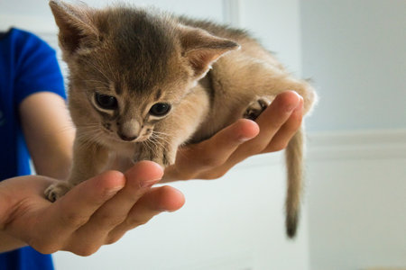 Adorable Abyssinian little kitten on a hands.の写真素材