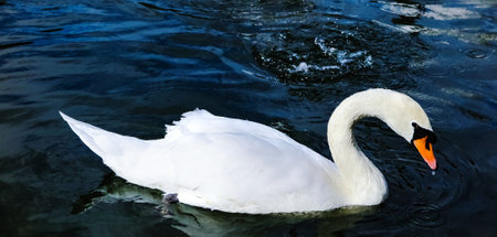 beautiful white Swan swimming in the pond.