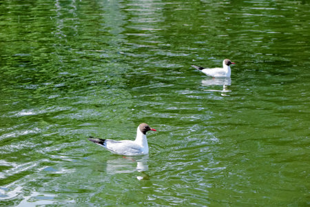floating Seagulls in the city pond of the Park.