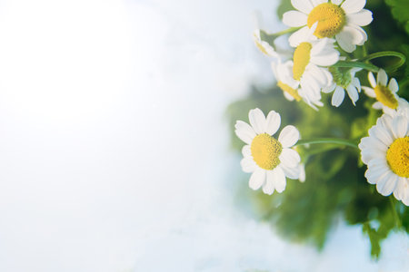 Field chamomiles flowers close up.の写真素材