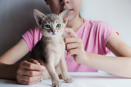 little cute Abyssinian kitten sitting looking at the camera and girl stroking it isolated.の写真素材