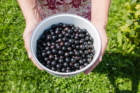 hands holding fresh berries. black currant top of view.