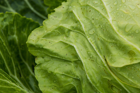 Fresh head of cabbage with rain drops.