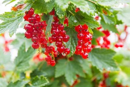 branch of ripe red currant in a garden.