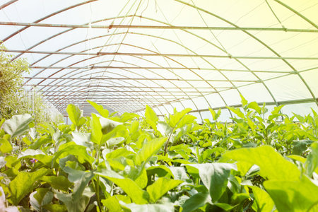 Organic greenhouse. Young plants growing in very large plant in commercial greenhouse.の写真素材