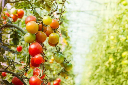 tomatoes grown in greenhouse conditions, tomato production on a large scale.の写真素材