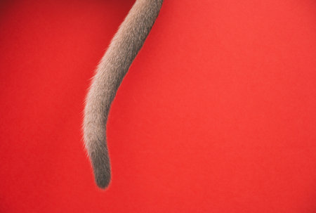 the tail of a kitten on a red background.の写真素材