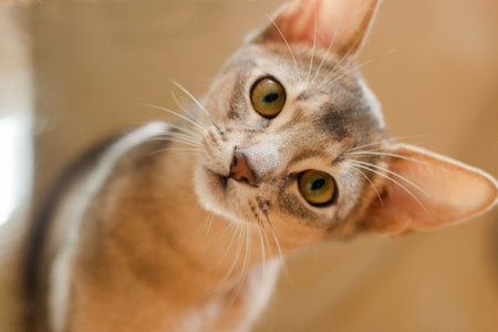 Abyssinian kitten portrait close-up curious muzzle.