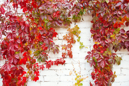 bright red leaves nature background. Climbing plant wall autumn landscape.