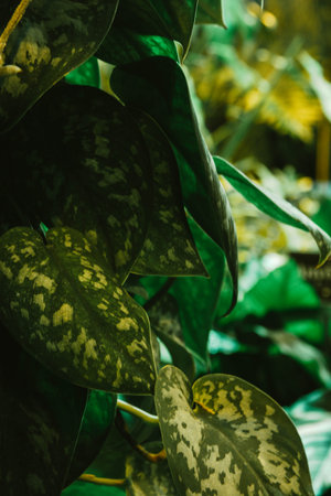 tropical leaf texture, dark green foliage nature background.の写真素材