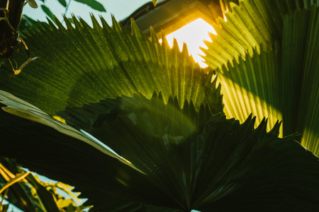 Palm leaves dark green background, plants grown in the Botanical garden.の写真素材