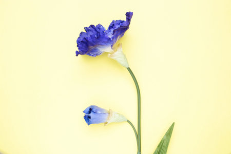 blue artificial flower solitary on a yellow background, the top view isolated.の写真素材