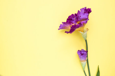 purple artificial flower solitary on a yellow background, the top view isolated.の写真素材