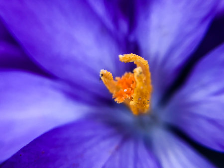 first spring purple flowers macro photography, selective focusの写真素材
