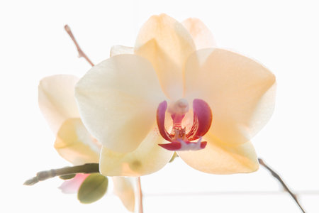 blooming Orchid flower close-up light from window selective focus.の写真素材