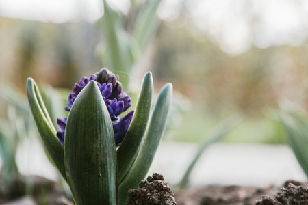 blue bloomed hyacinth selective focus, spring mood.