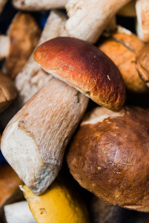 white mushroom boletus close-up in a basket collected in the forest, selective focus.の写真素材
