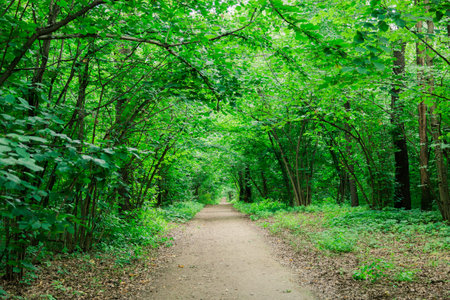 thick overgrown green trees above the road in park.