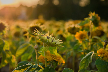field of sunflowers in the last summer days at sunset, selective focus.の写真素材