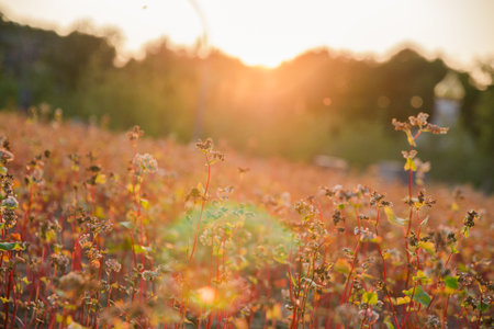 buckwheat field in the last summer days at sunset, selective focus.の写真素材