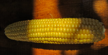 view of the raw home Golden corn cob on the table, selective focus.