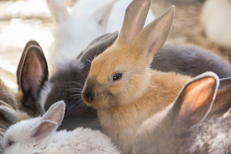 little fluffy cute rabbits in the zoo, selective focus.の写真素材