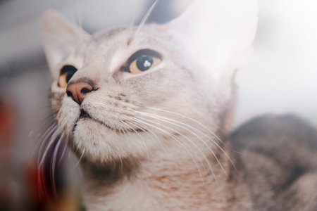 Pet cute charming Abyssinian cat sitting on kitchen table, curious muzzle close-up selective focus.