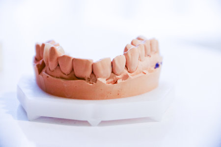 Casts of the jaw. Training at the dentist. Anatomical teeth prints. Education for the orthodontist.の写真素材