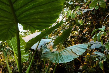 tropical Palm leaves dark green background, plants grown in the Botanical garden.