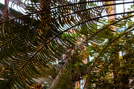 tropical leaf texture, dark green foliage nature background.の写真素材