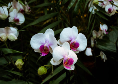 Orchid flower in garden at winter or spring day. Phalaenopsis orchid.