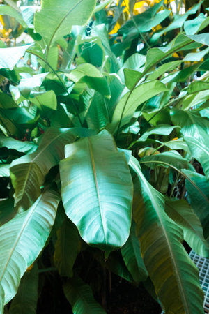tropical leaf texture, dark green foliage nature background.