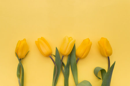 Yellow tulips flowers on a yellow background top view selective focus.の写真素材