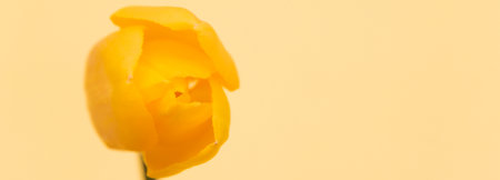 yellow Tulip flower on a yellow background top view selective focus banner.の写真素材