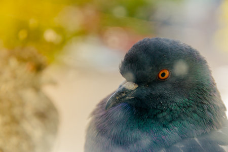 Blue pigeon close-up outside the window. Pigeon photography concept, selective focus. Bird of peace.の写真素材