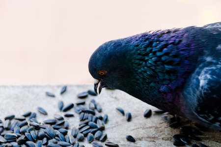 Blue pigeon close-up on the ledge pecking seeds, the Concept of a photo of a pigeon, selective focus. Bird of peace.の写真素材