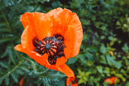 A blooming poppy flower on a background of green grass, a blooming red poppy in the garden. Selective focus.の写真素材