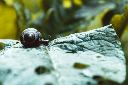 Small snail on the wet leaf. Selective focus.
