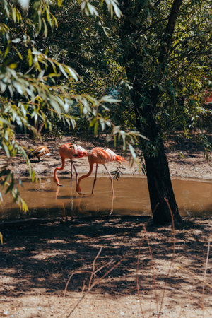 Pink flamingos and ducks live in a reservoir in the city zoo. Moscow, Russia, July 2020.のeditorial素材